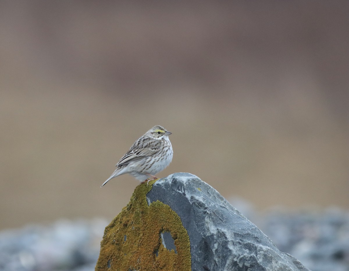 Savannah Sparrow (Ipswich) - ML617876593