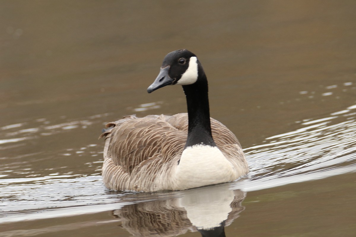 Canada Goose - ML617876606