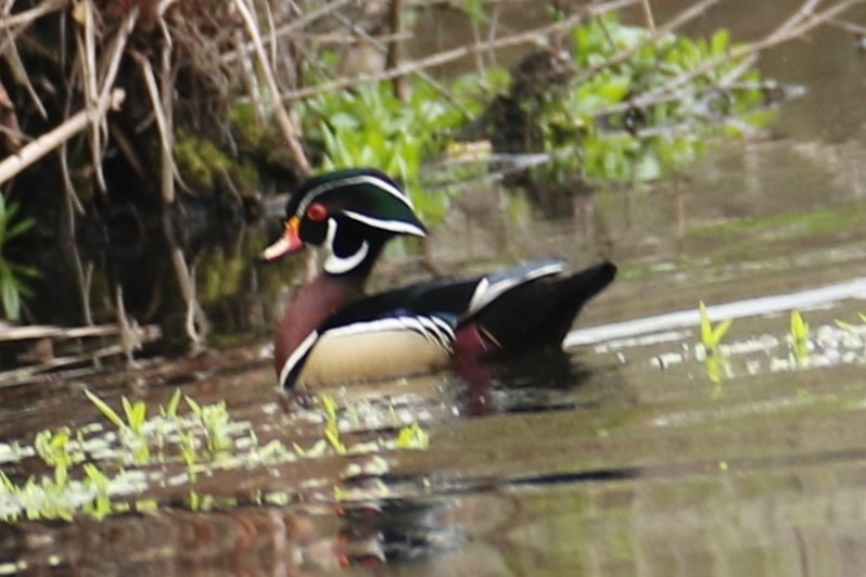 Wood Duck - ML617876625