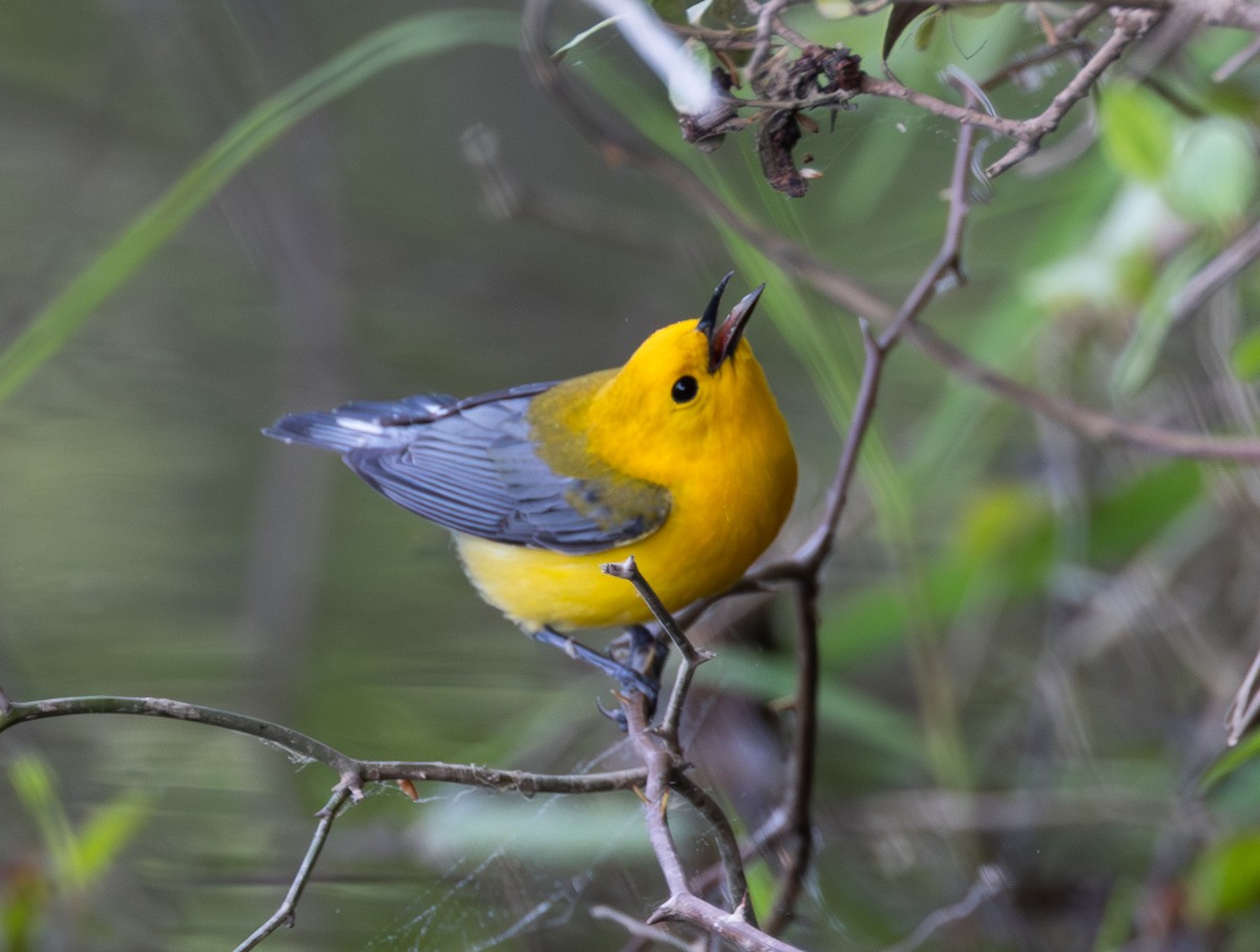 Prothonotary Warbler - ML617876628
