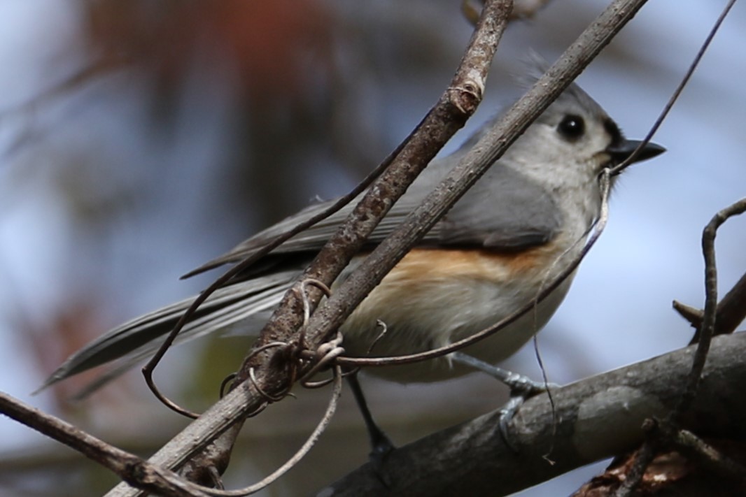 Tufted Titmouse - ML617876636