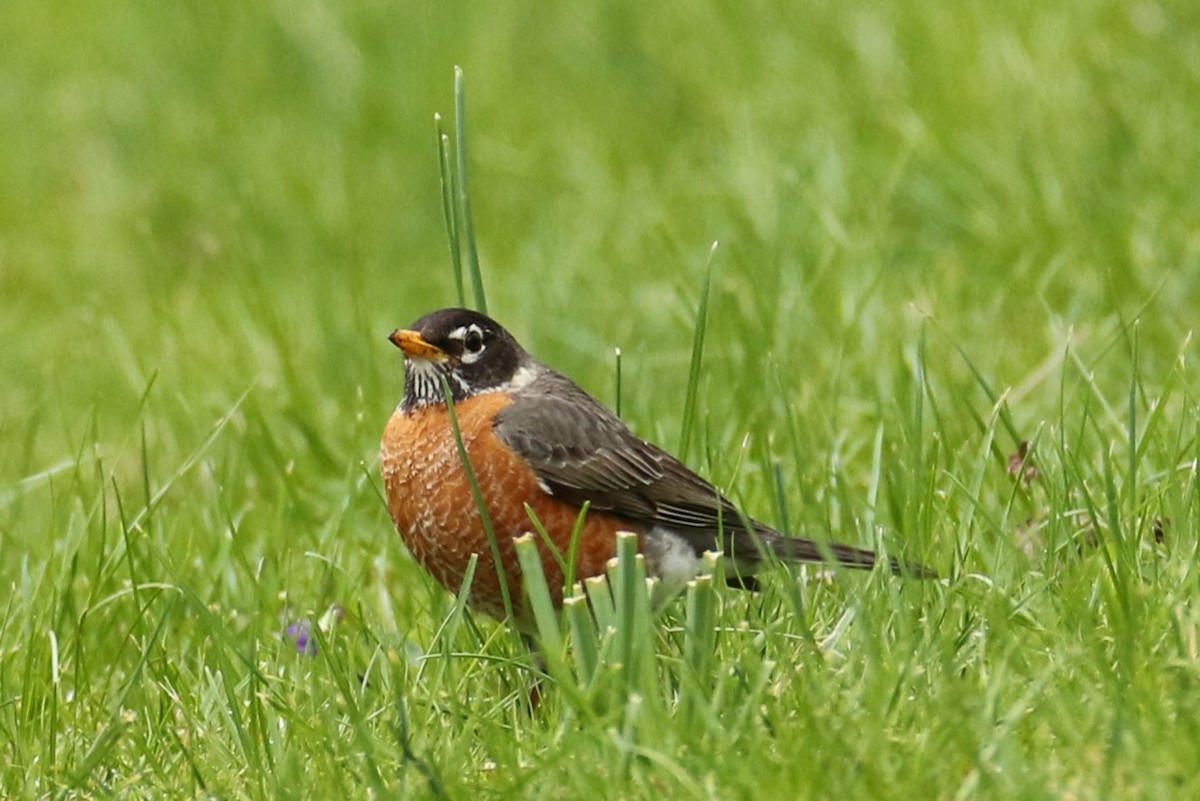 American Robin - ML617876642