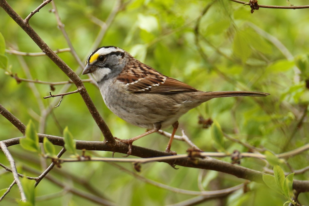 White-throated Sparrow - ML617876644