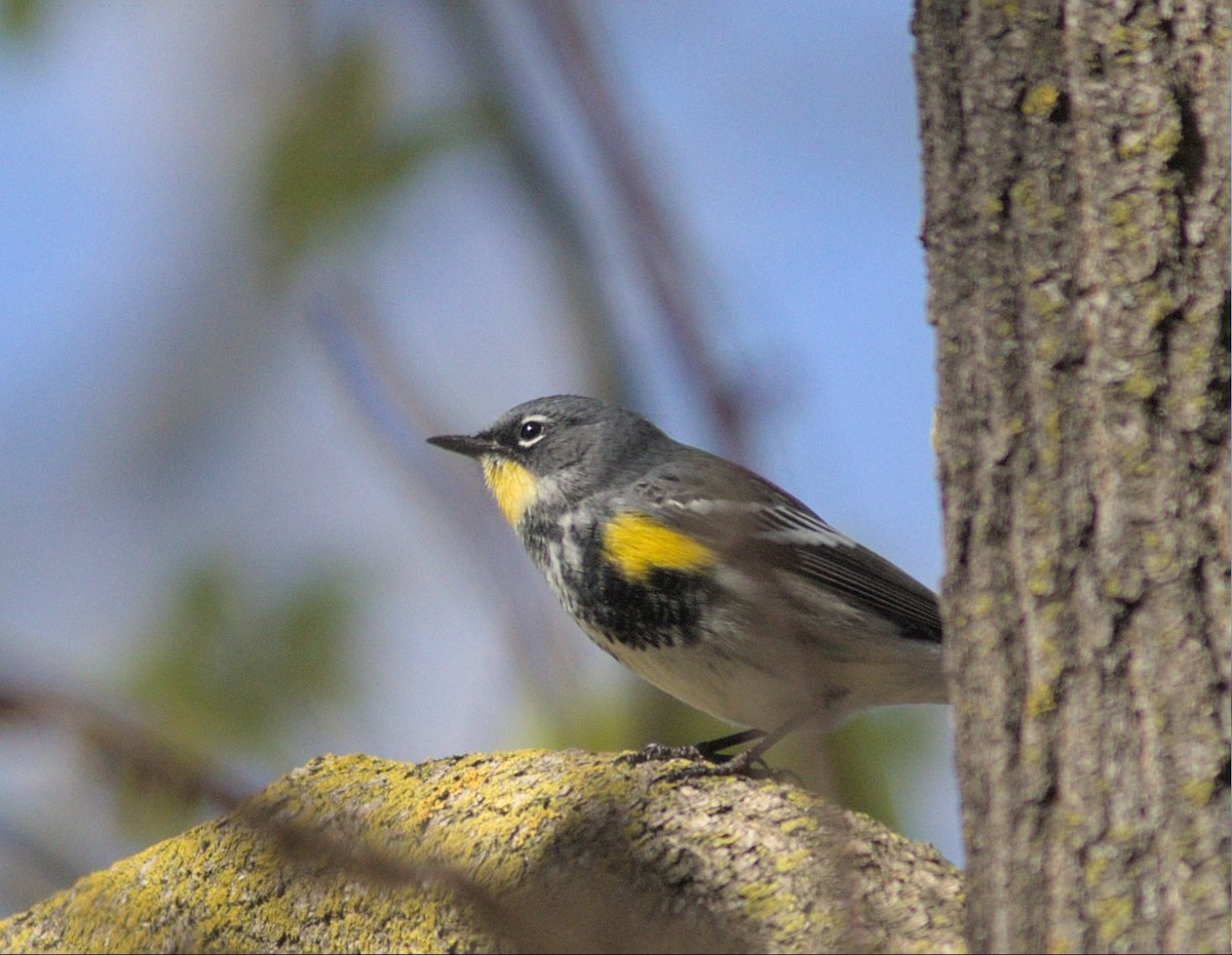 Yellow-rumped Warbler (Myrtle x Audubon's) - ML617876647
