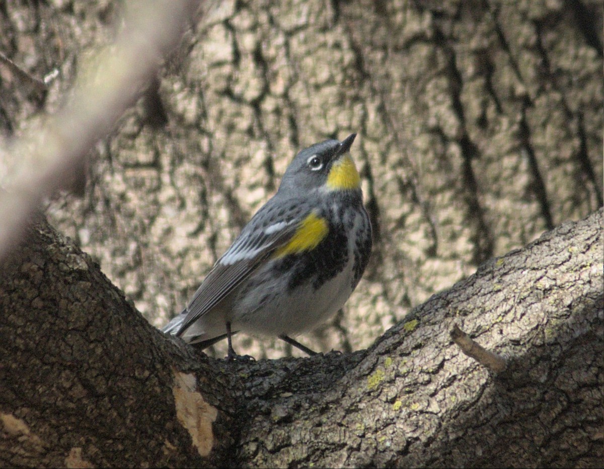 Yellow-rumped Warbler (Myrtle x Audubon's) - ML617876648