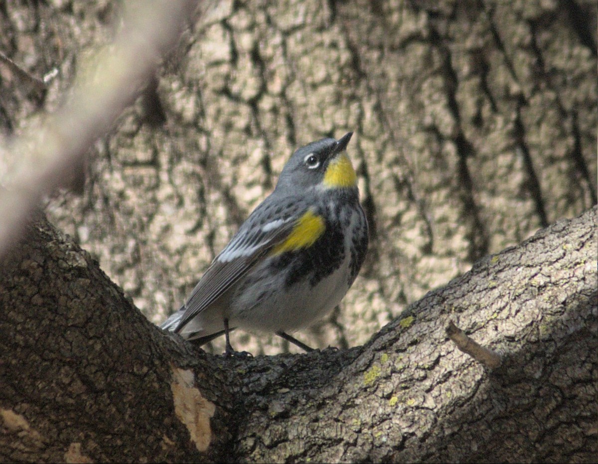 キヅタアメリカムシクイ（coronata ｘ auduboni） - ML617876648