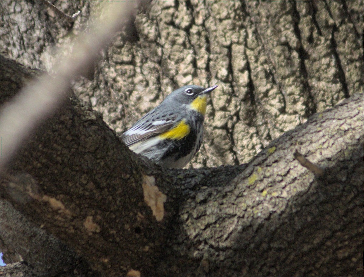 Yellow-rumped Warbler (Myrtle x Audubon's) - ML617876649