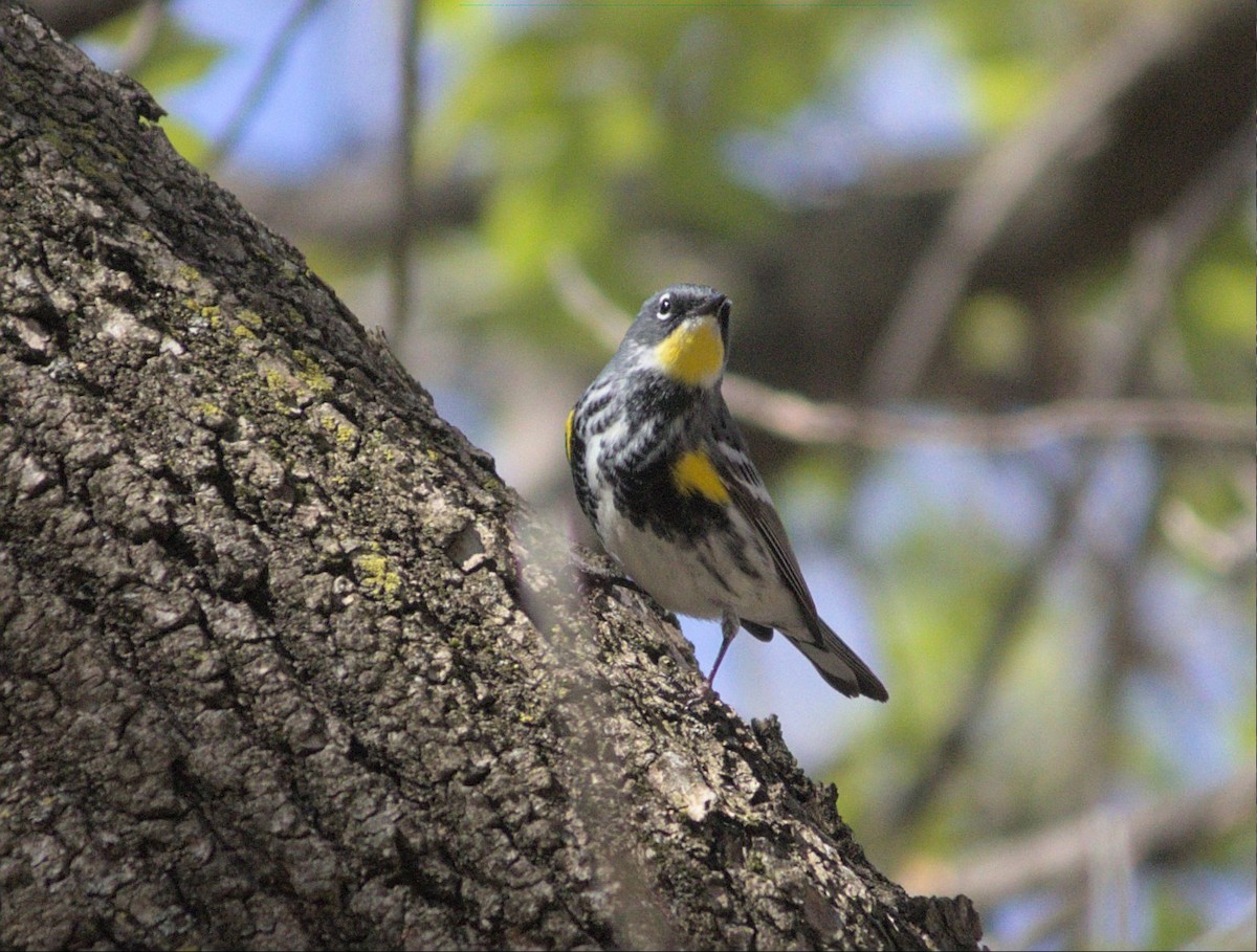 Yellow-rumped Warbler (Myrtle x Audubon's) - ML617876650