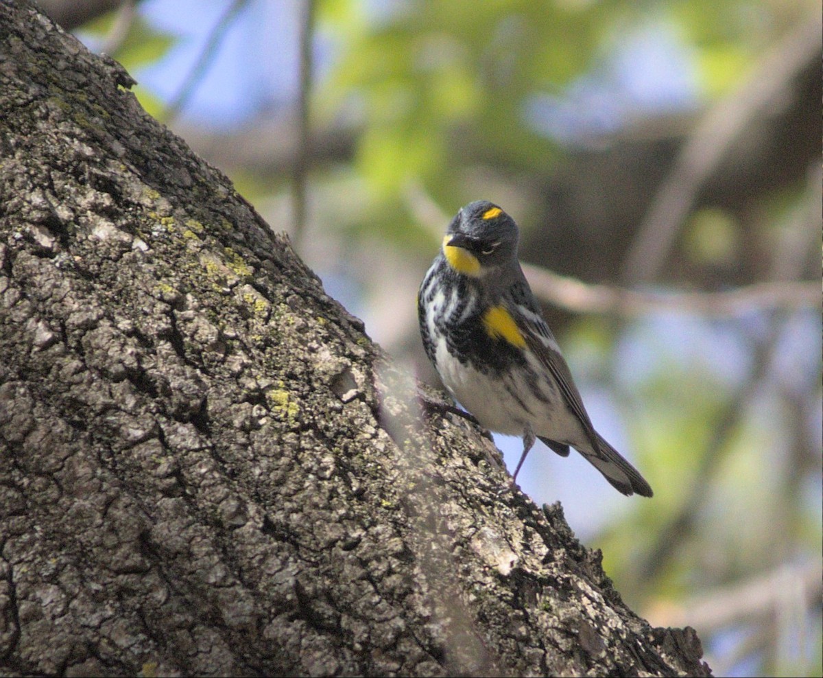 Yellow-rumped Warbler (Myrtle x Audubon's) - ML617876651