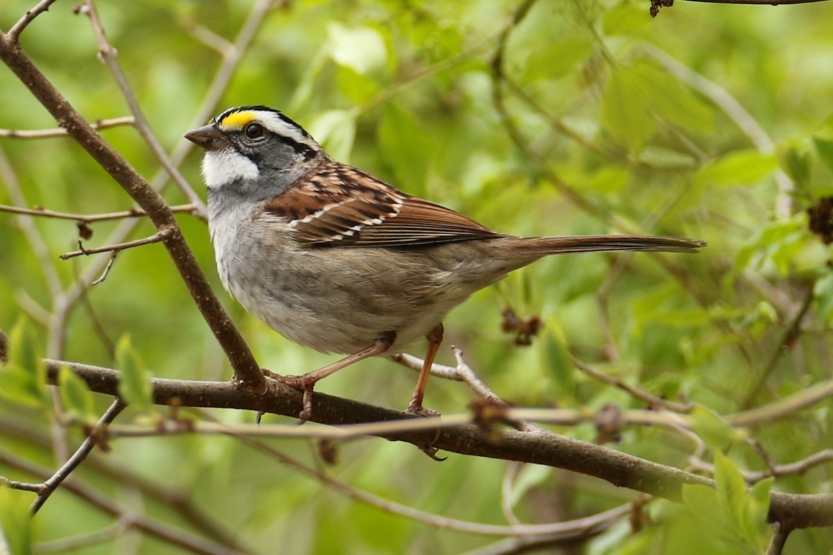 White-throated Sparrow - ML617876654