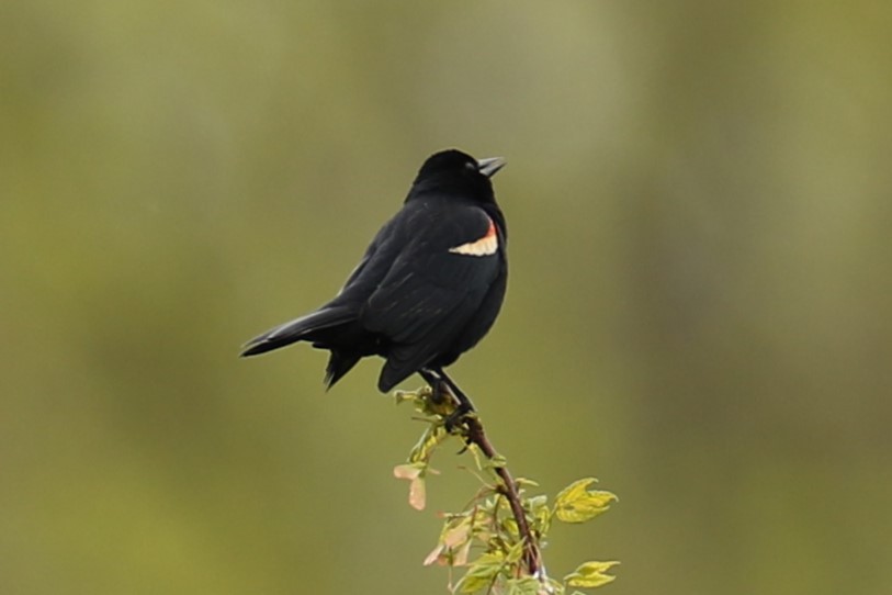 Red-winged Blackbird - ML617876657