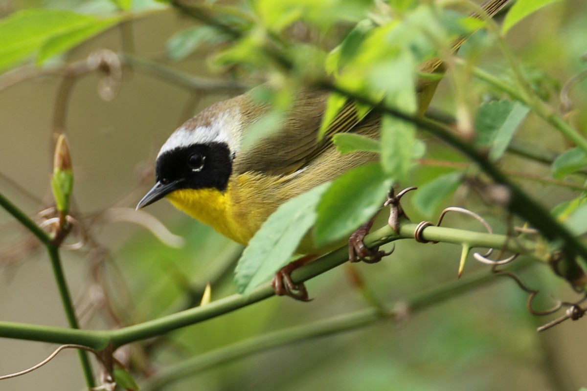 Common Yellowthroat - ML617876662