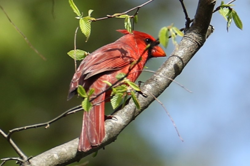 Northern Cardinal - ML617876671