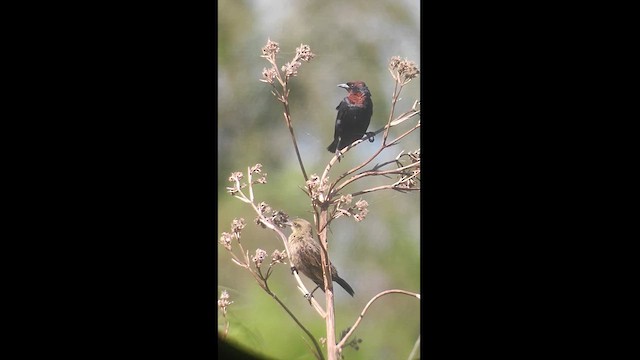 Chestnut-capped Blackbird - ML617876672