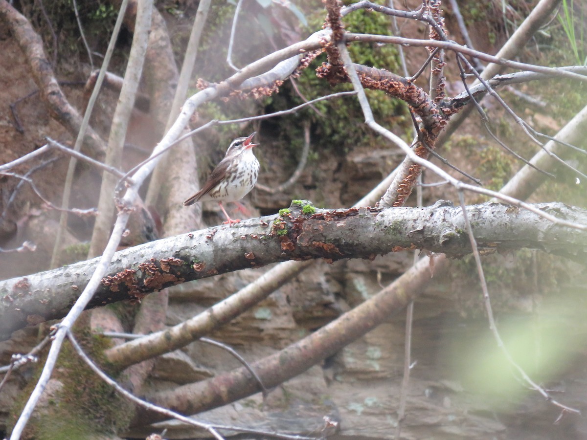 Louisiana Waterthrush - ML617876683