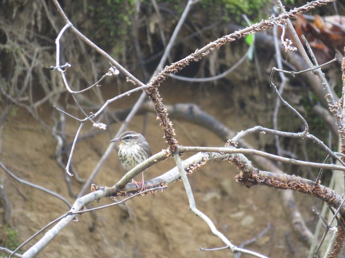 Louisiana Waterthrush - ML617876684