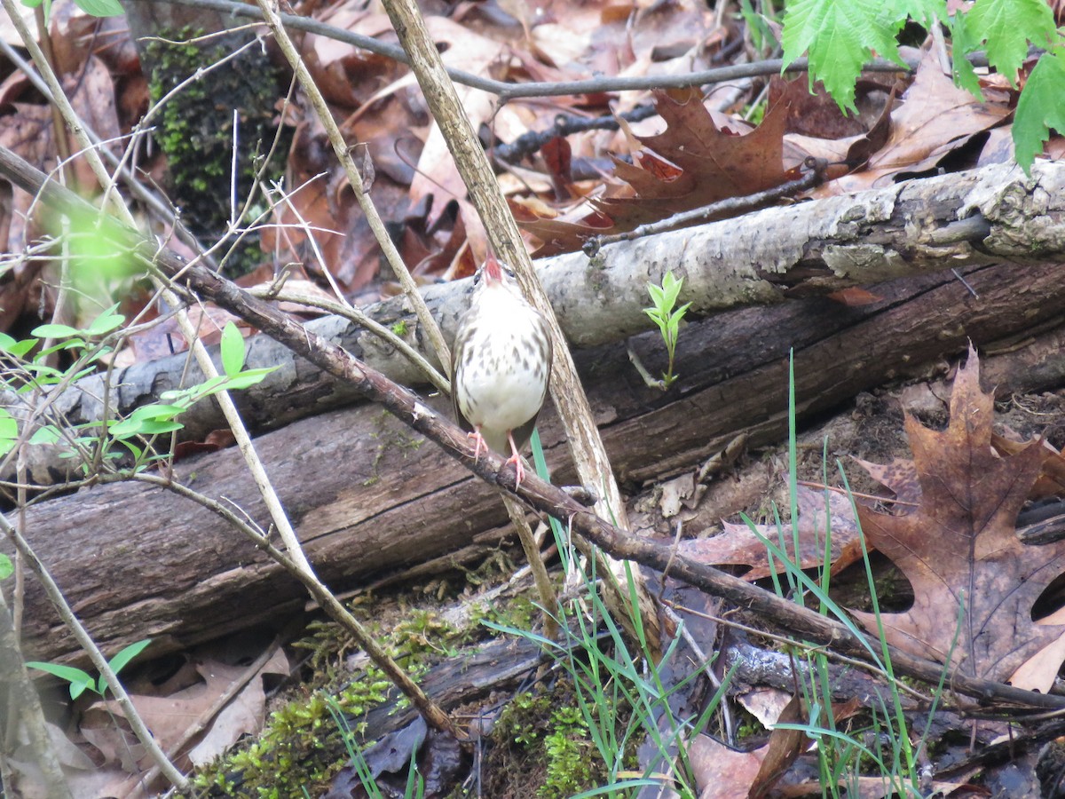 Louisiana Waterthrush - ML617876694