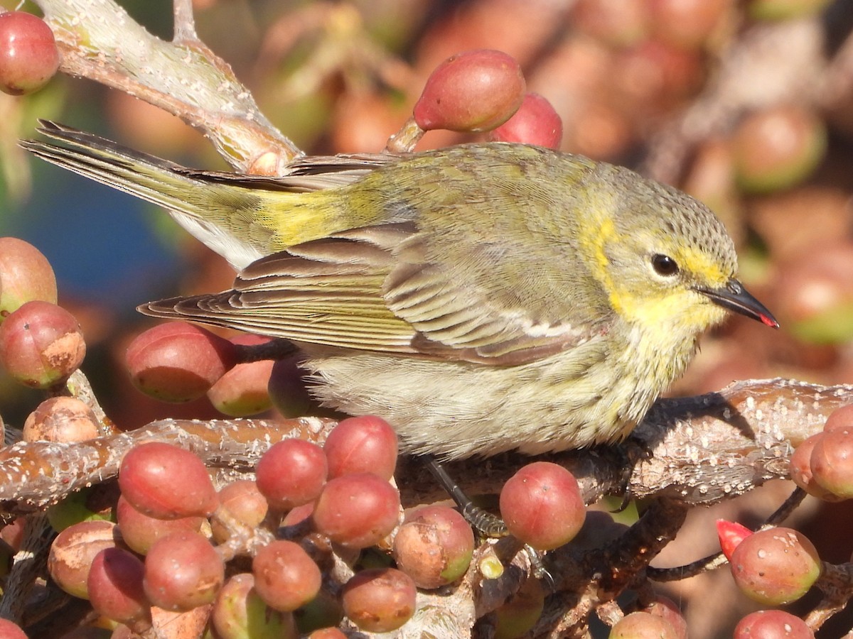 Cape May Warbler - ML617876700