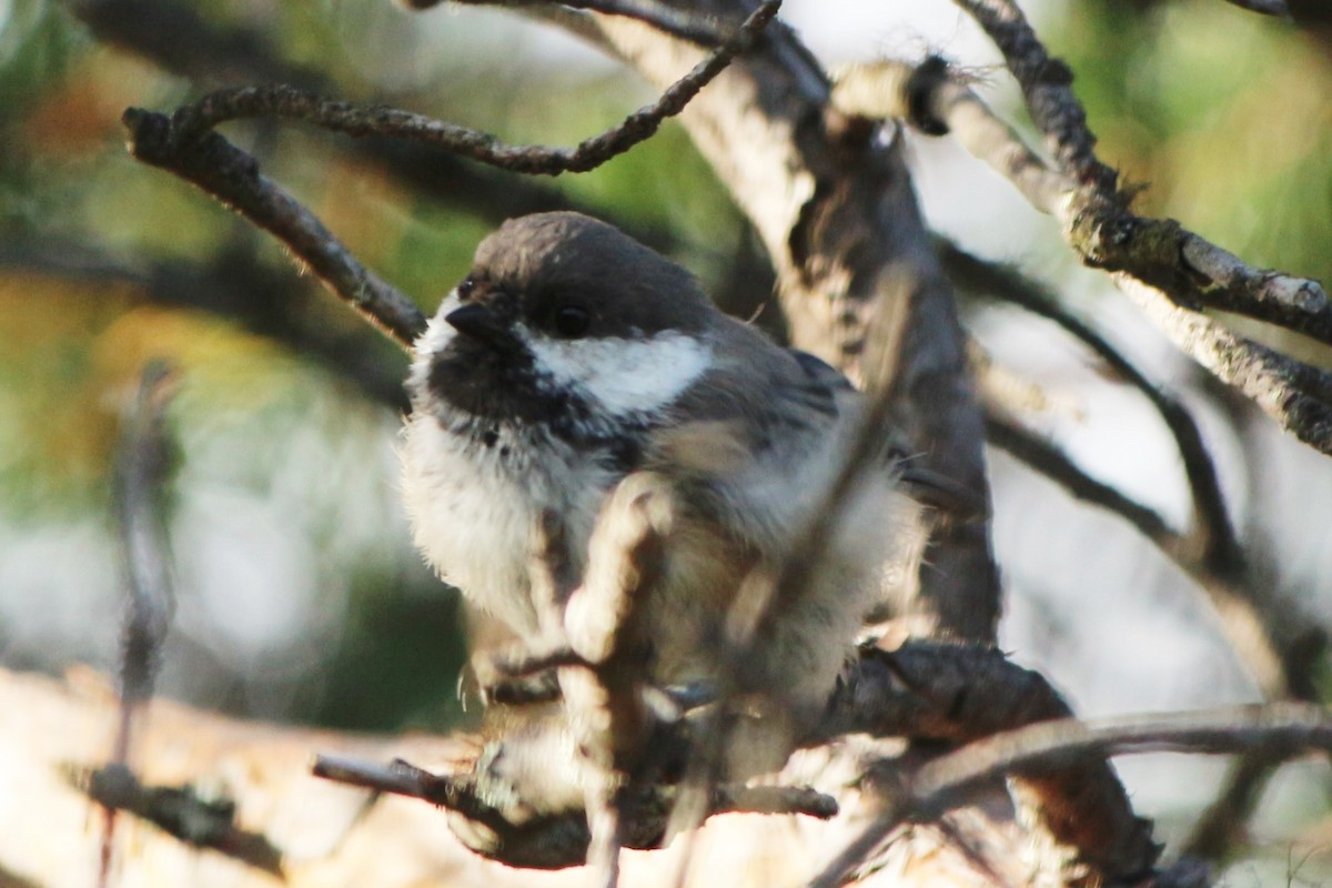 Gray-headed Chickadee - ML617876705