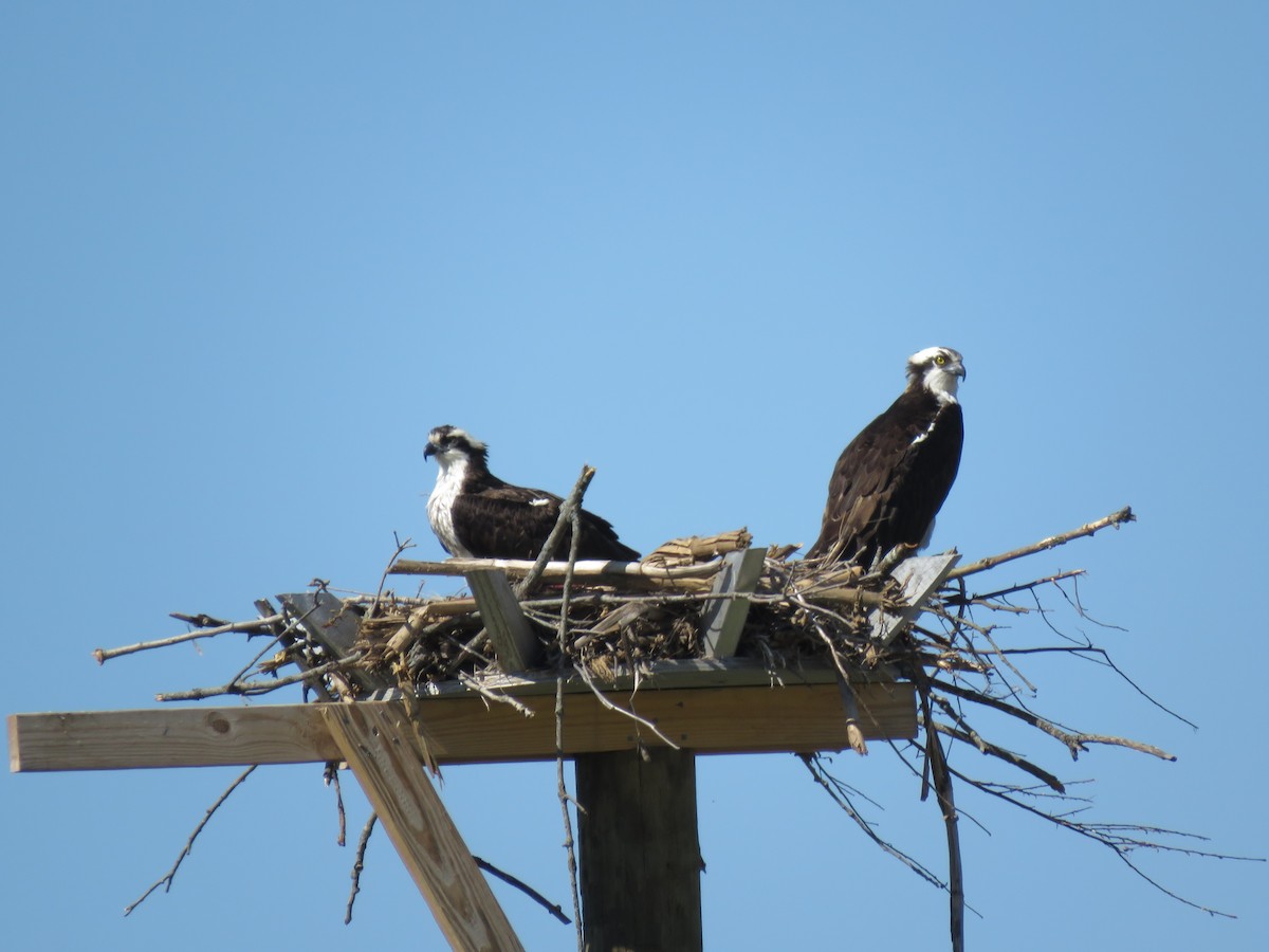 Osprey - ML617876713