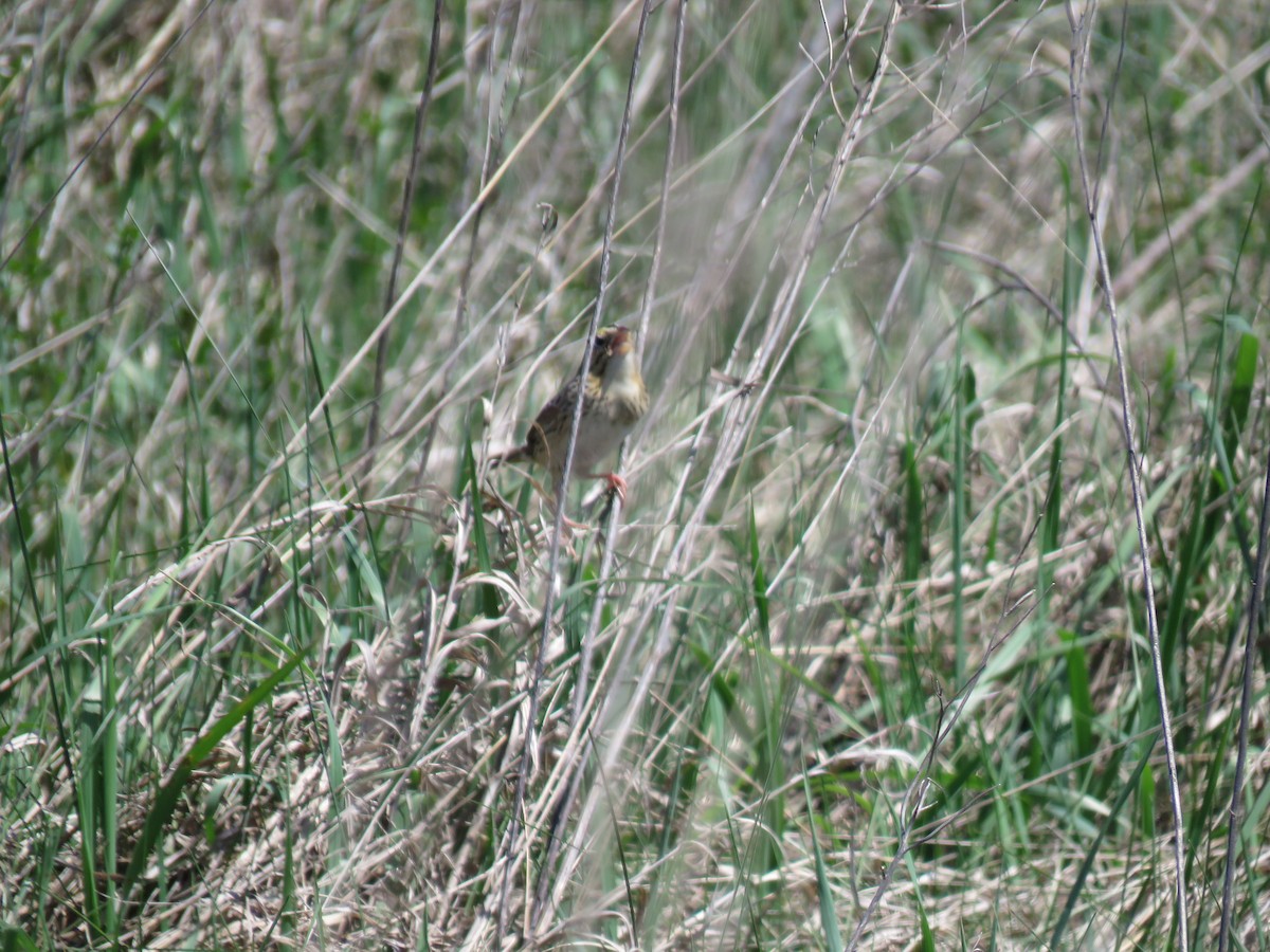 Henslow's Sparrow - ML617876730