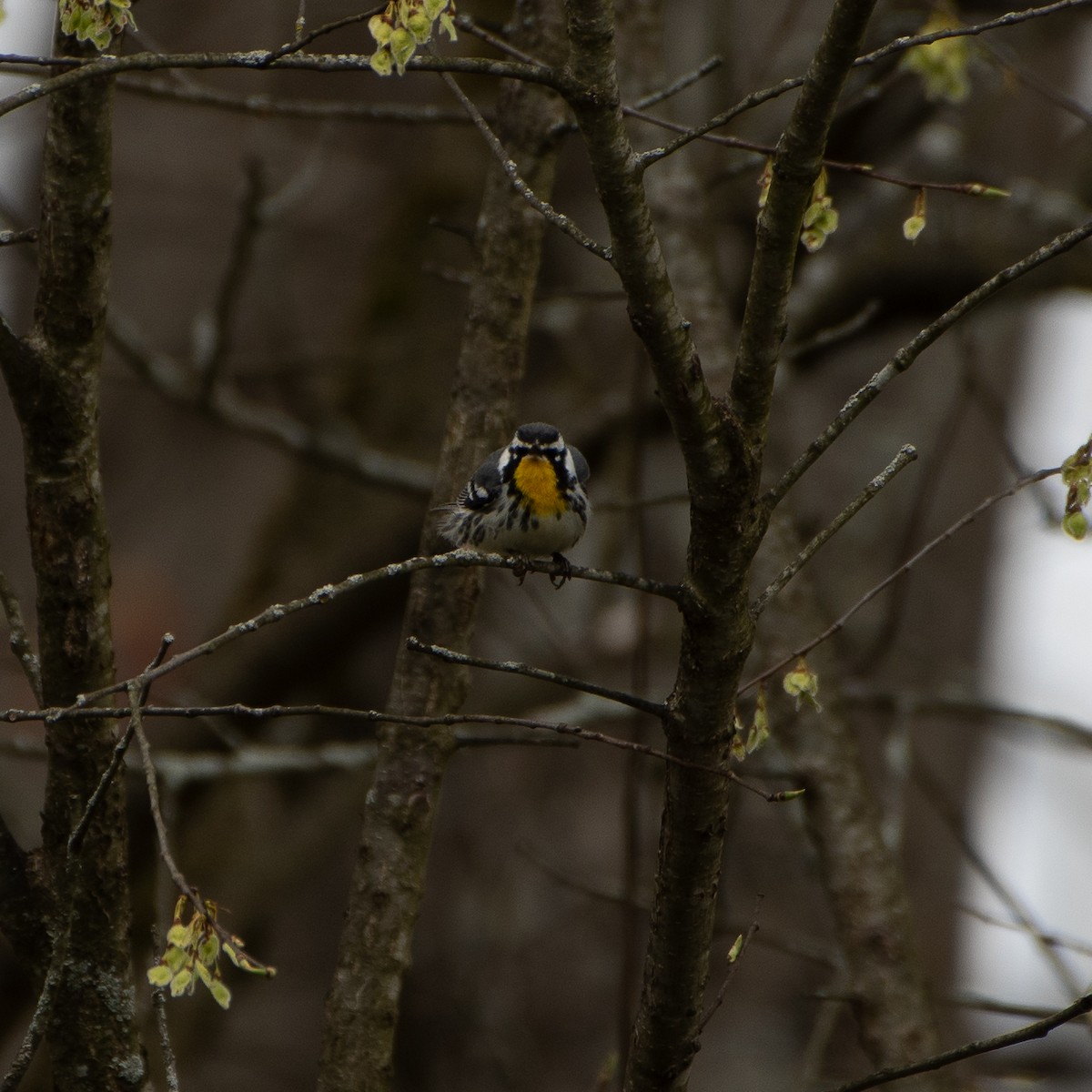 Yellow-throated Warbler - ML617876743