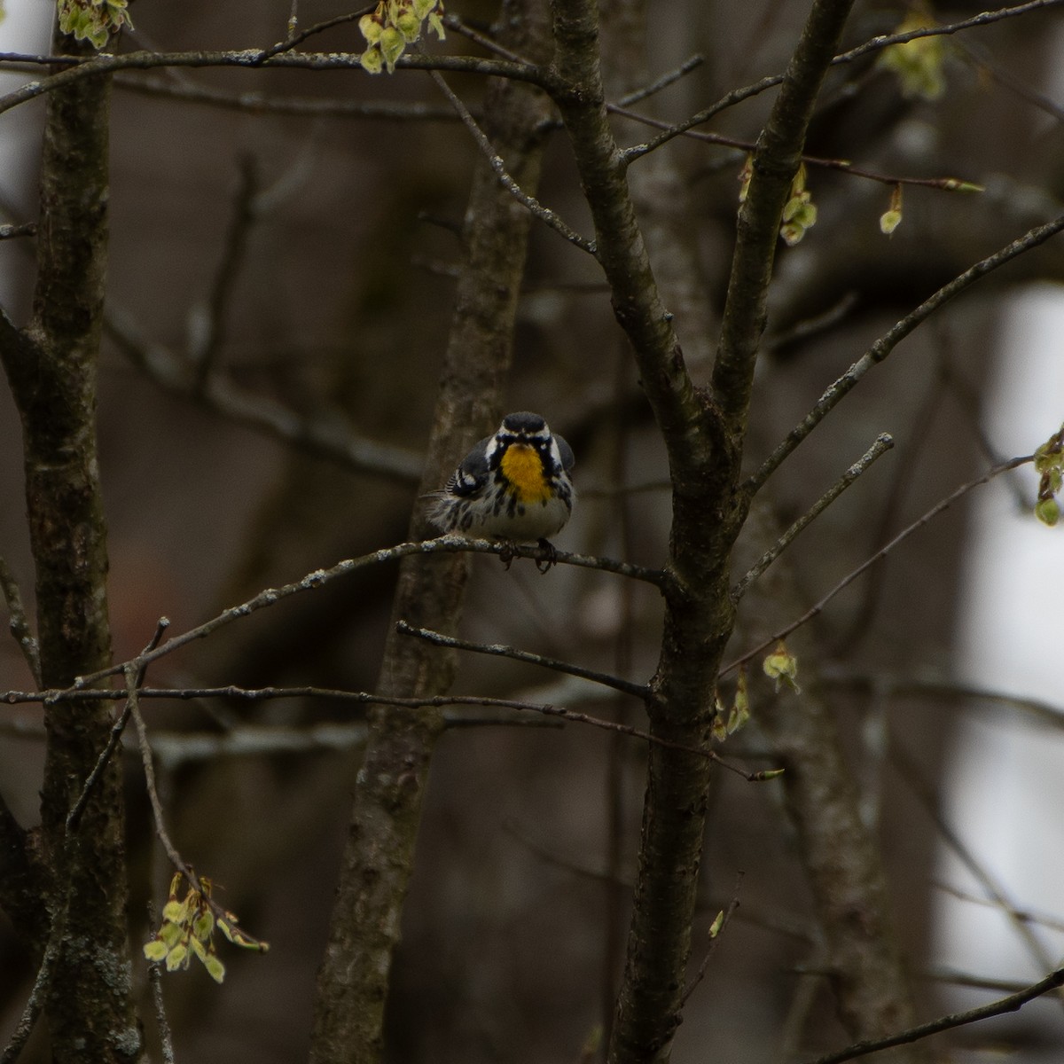 Paruline à gorge jaune - ML617876743