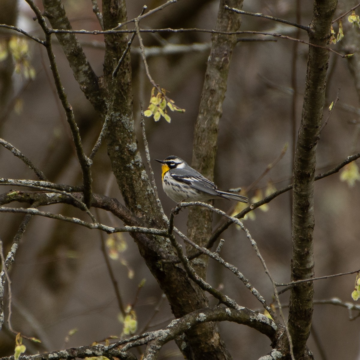 Yellow-throated Warbler - ML617876744
