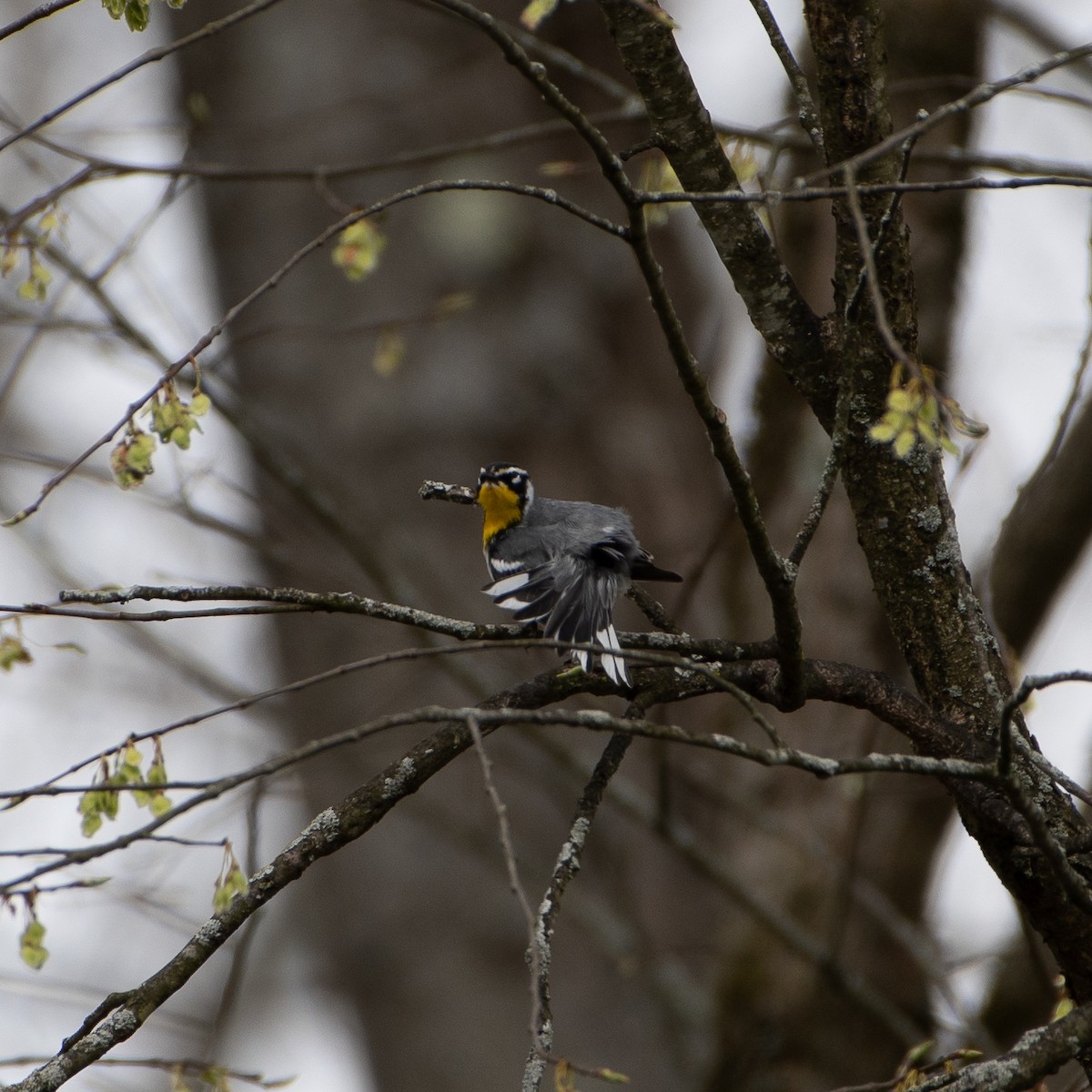 Yellow-throated Warbler - ML617876745