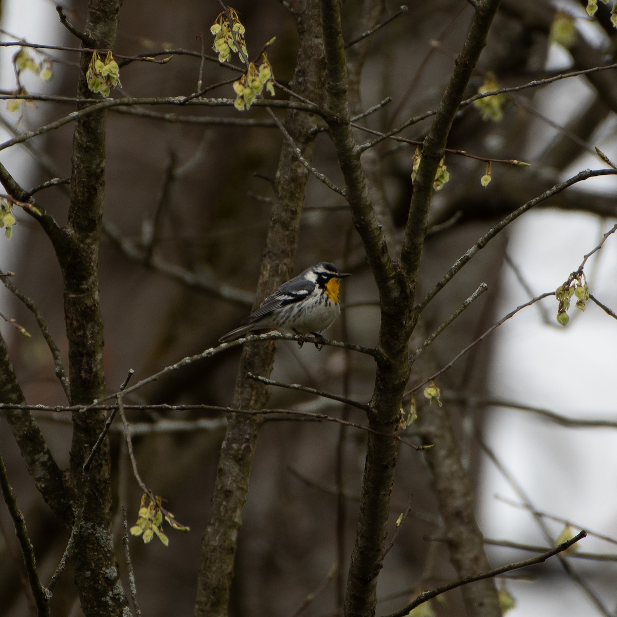 Yellow-throated Warbler - ML617876746