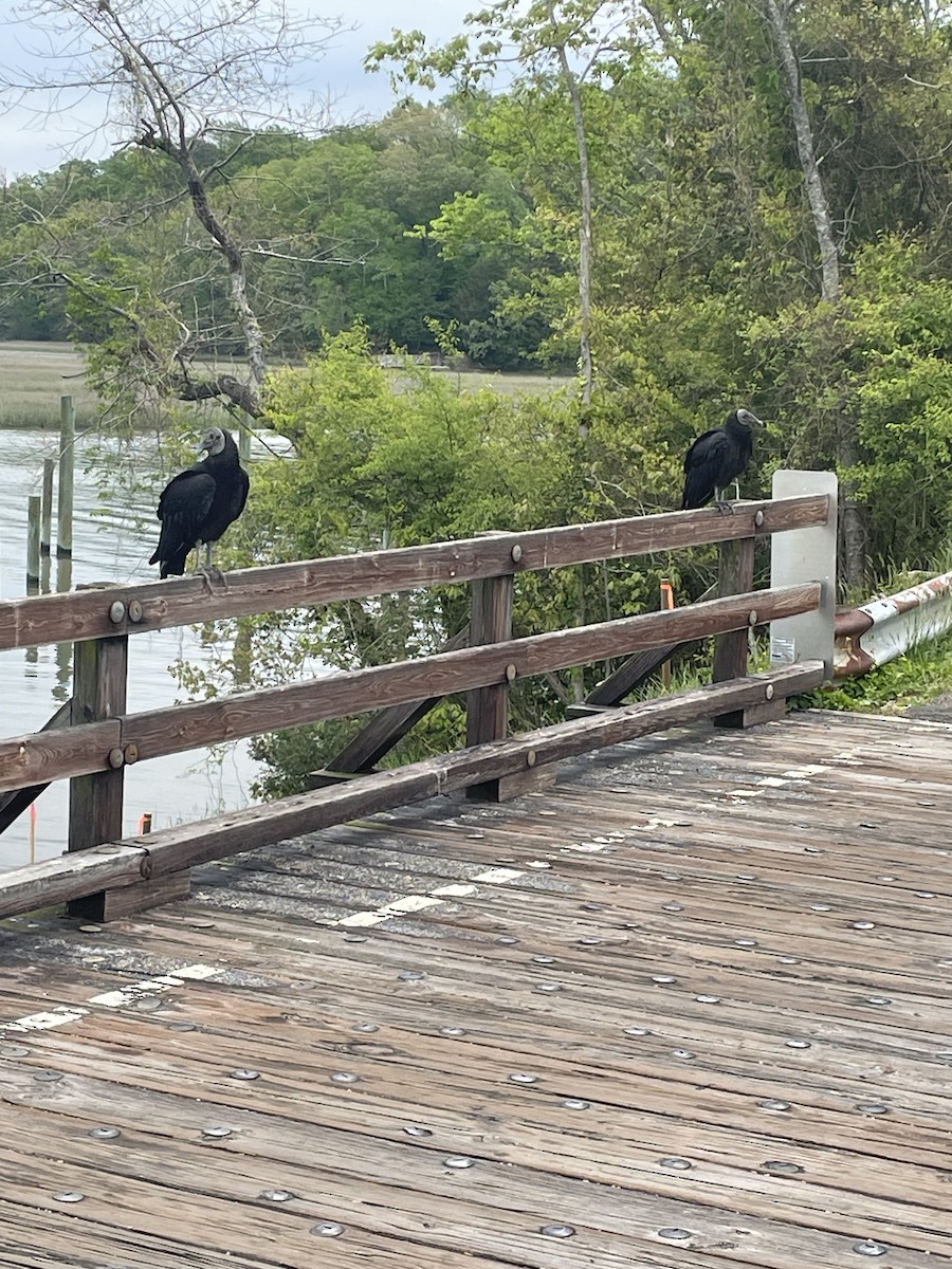 Black Vulture - ML617876763