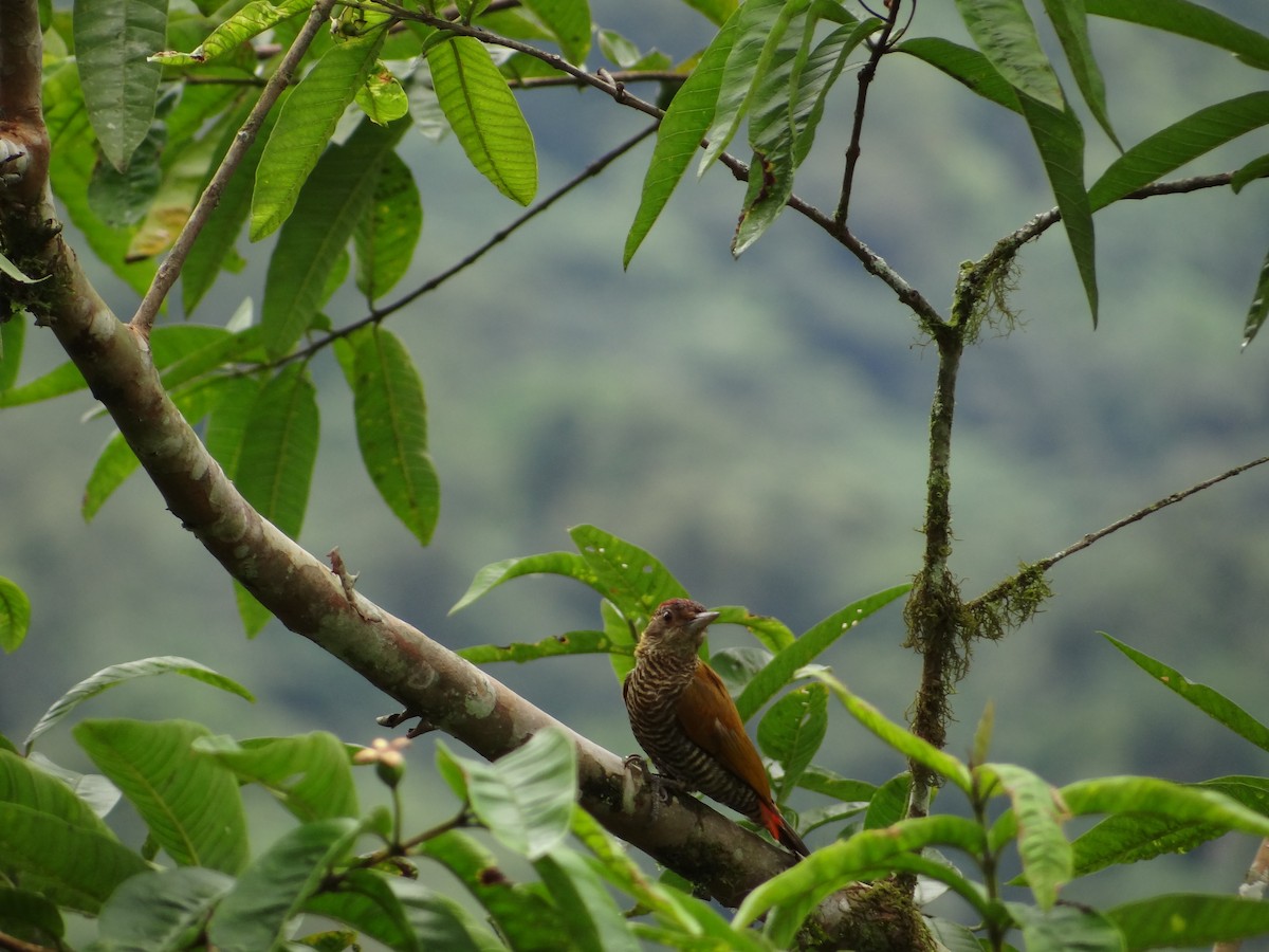Red-rumped Woodpecker - ML617876771