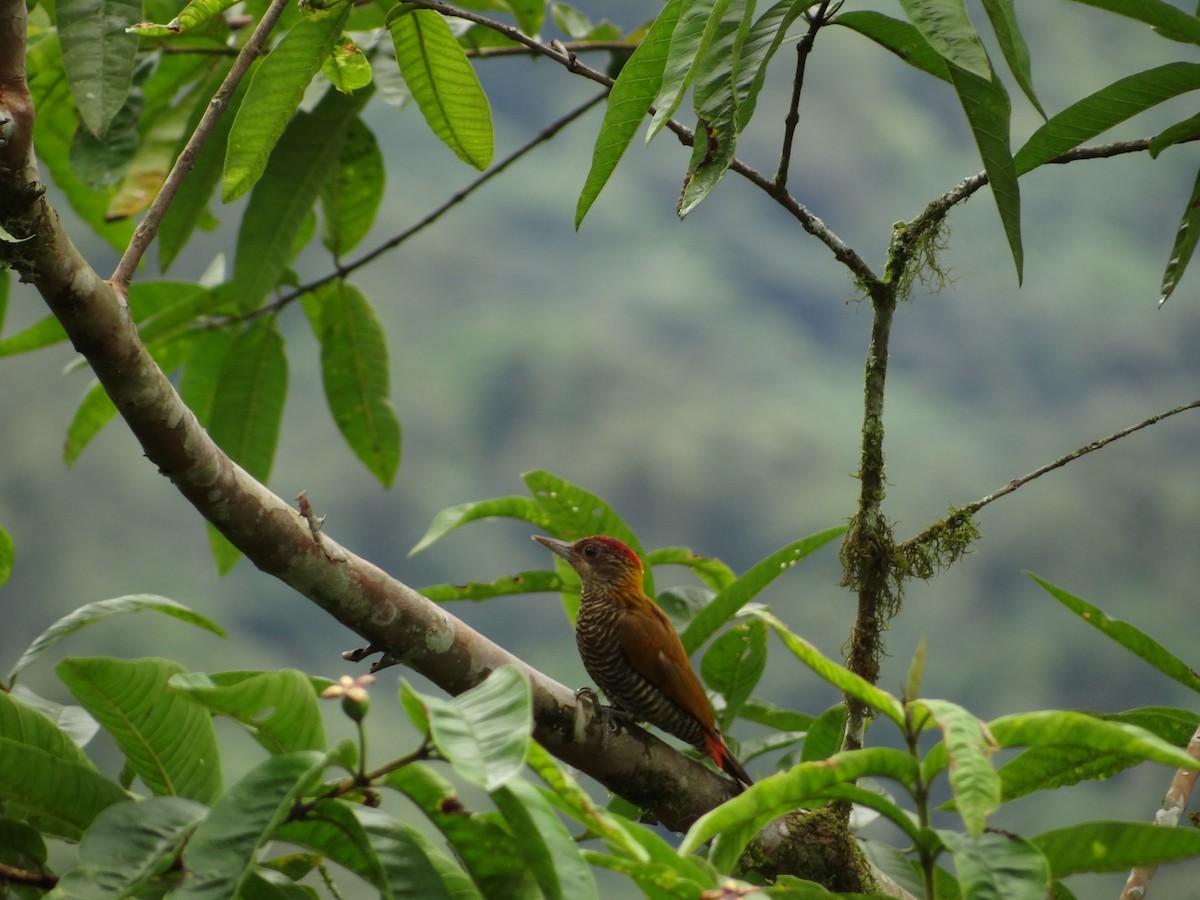 Red-rumped Woodpecker - ML617876773