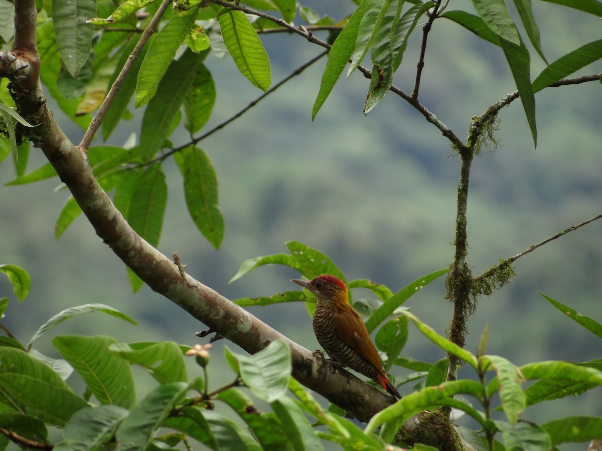 Red-rumped Woodpecker - ML617876774