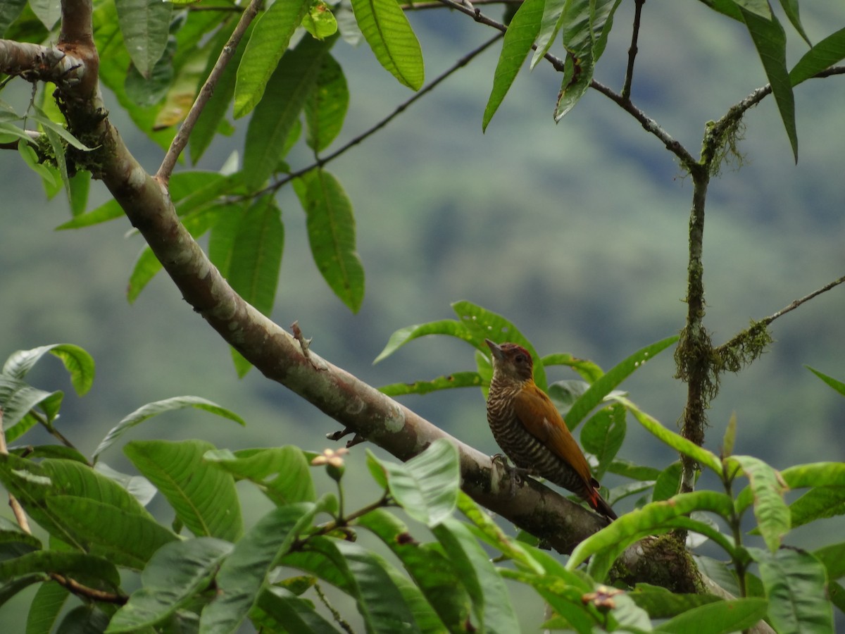 Red-rumped Woodpecker - ML617876775