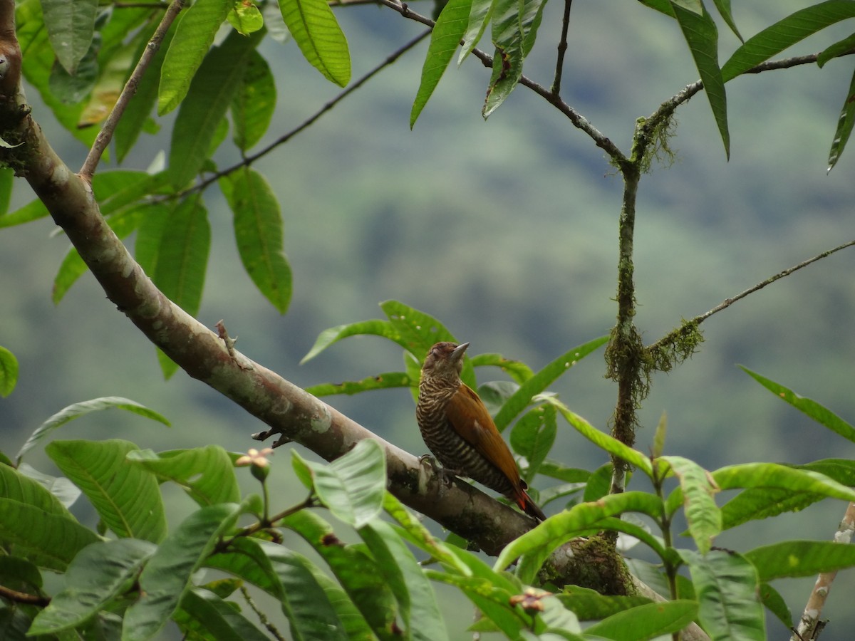 Red-rumped Woodpecker - ML617876776