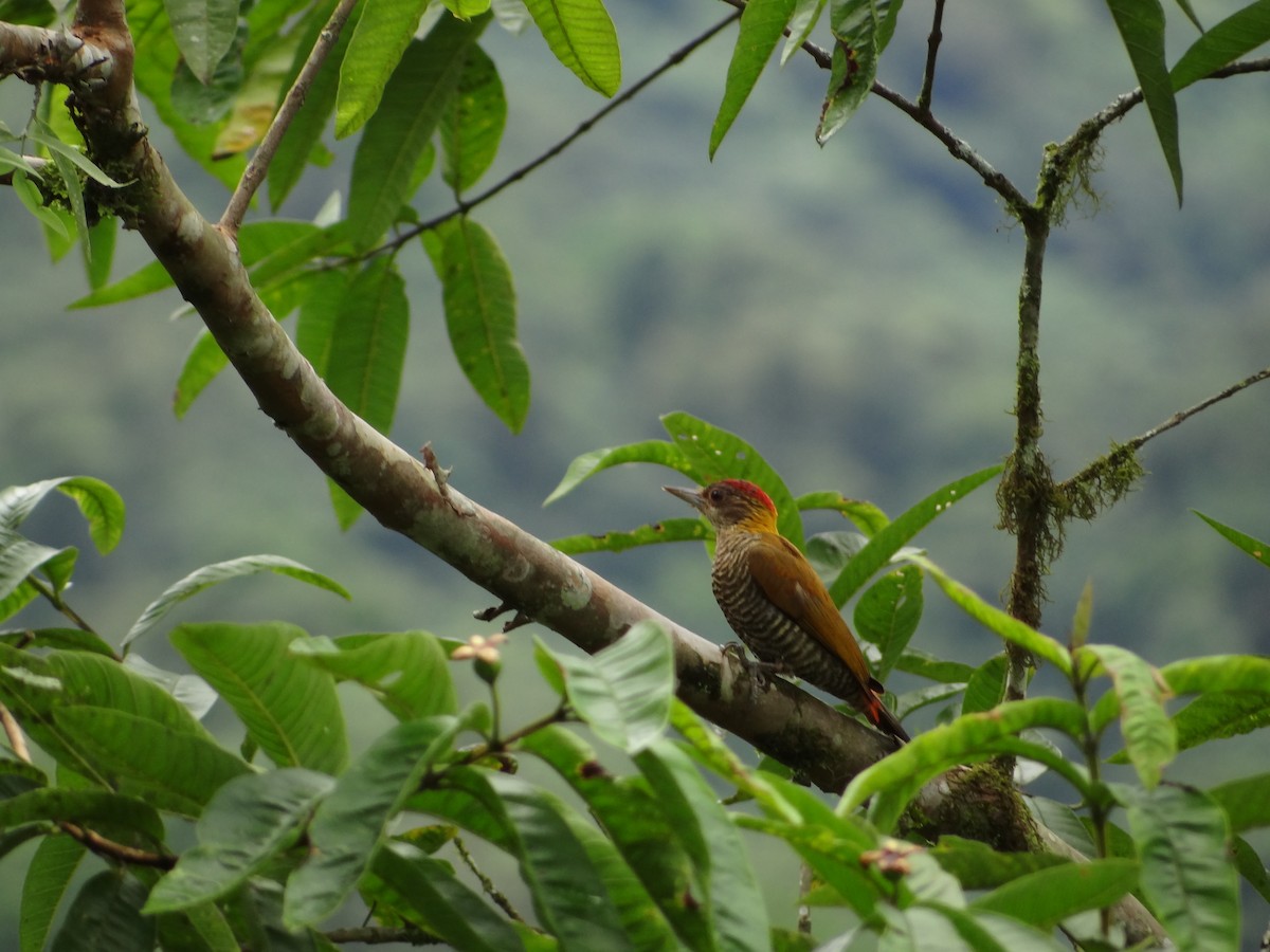 Red-rumped Woodpecker - ML617876778