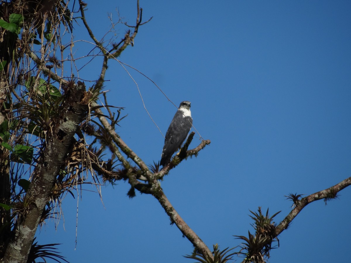 Gray-backed Hawk - Francisco Sornoza