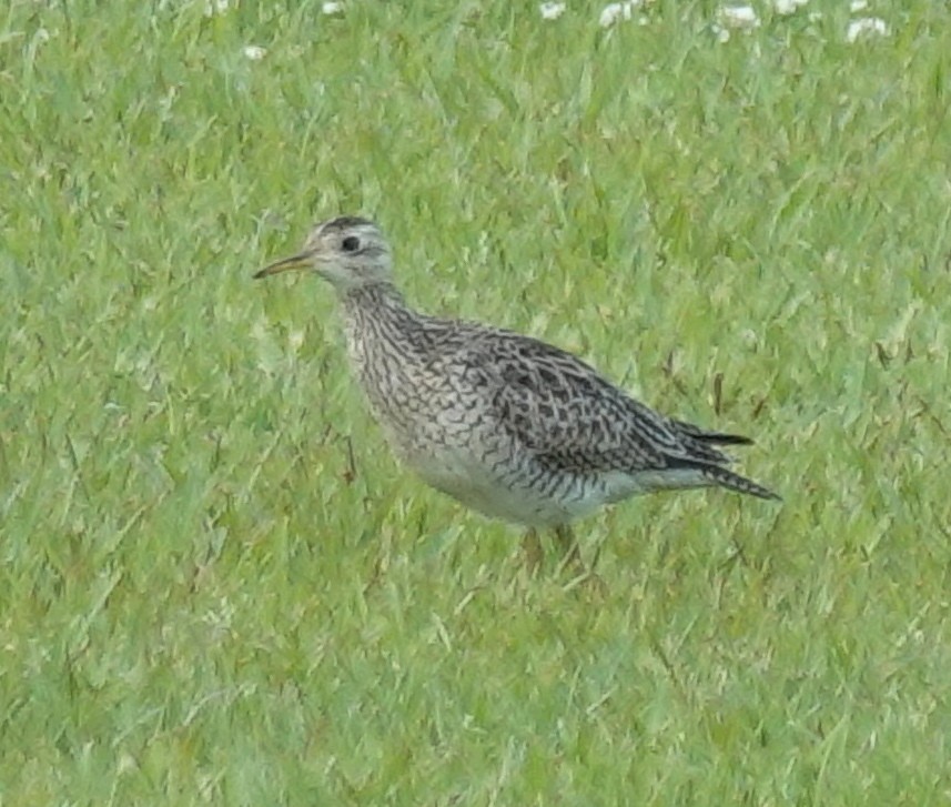 Upland Sandpiper - ML617876817