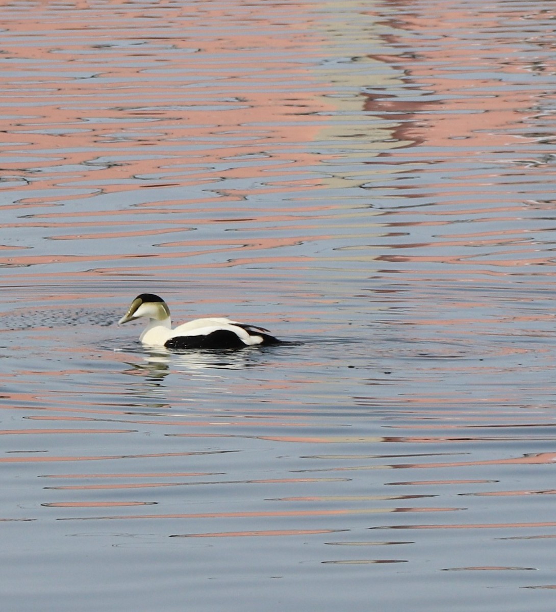 Common Eider - Kathy Isaacs