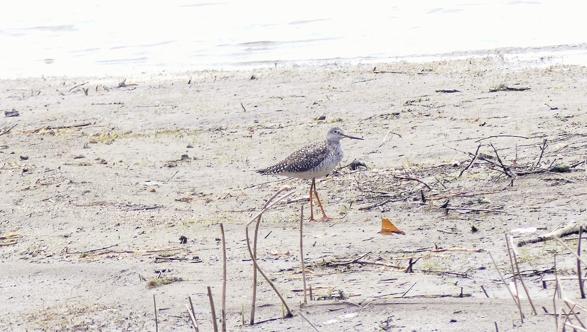 Greater Yellowlegs - ML617876868