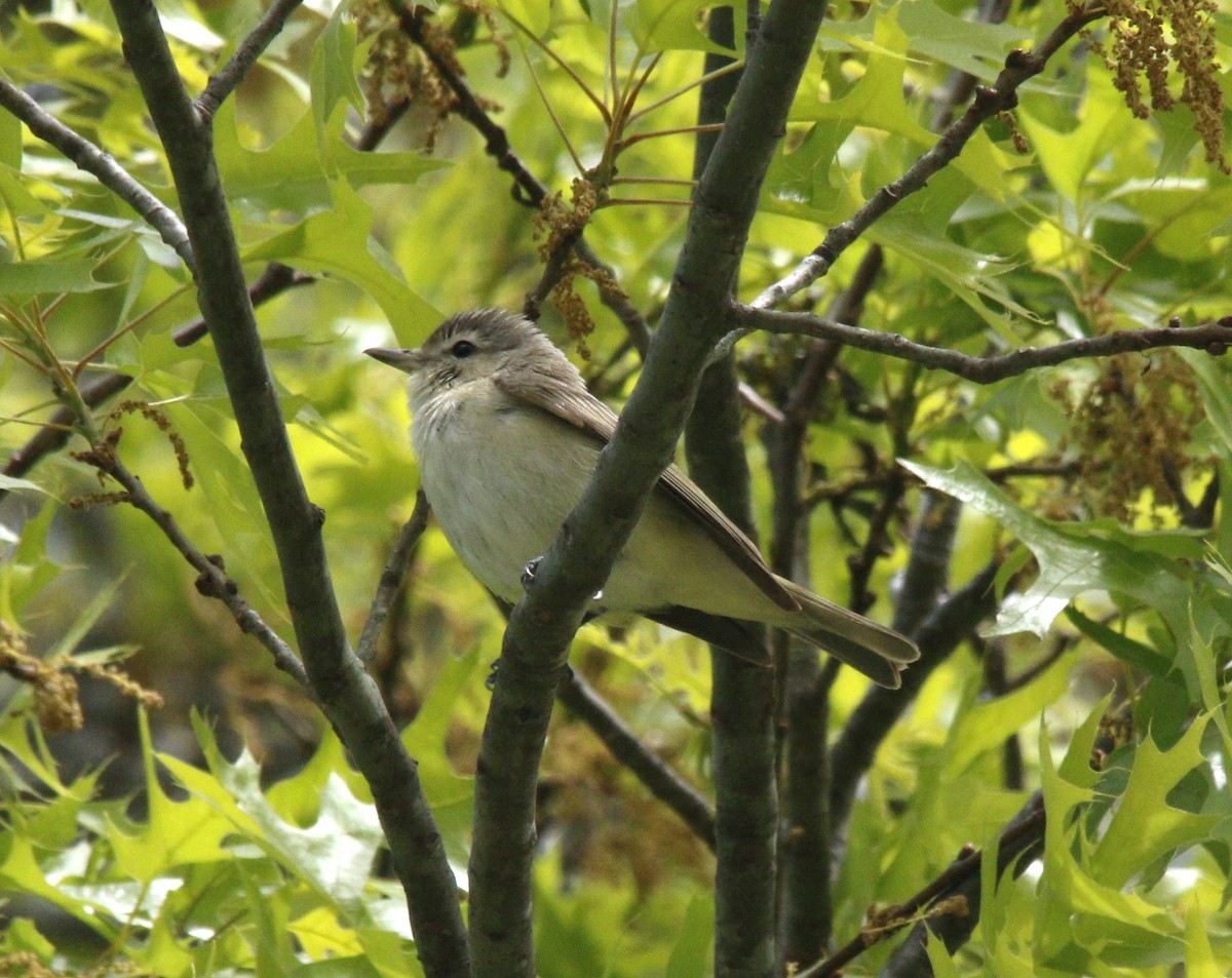 Ötücü Vireo - ML617876873