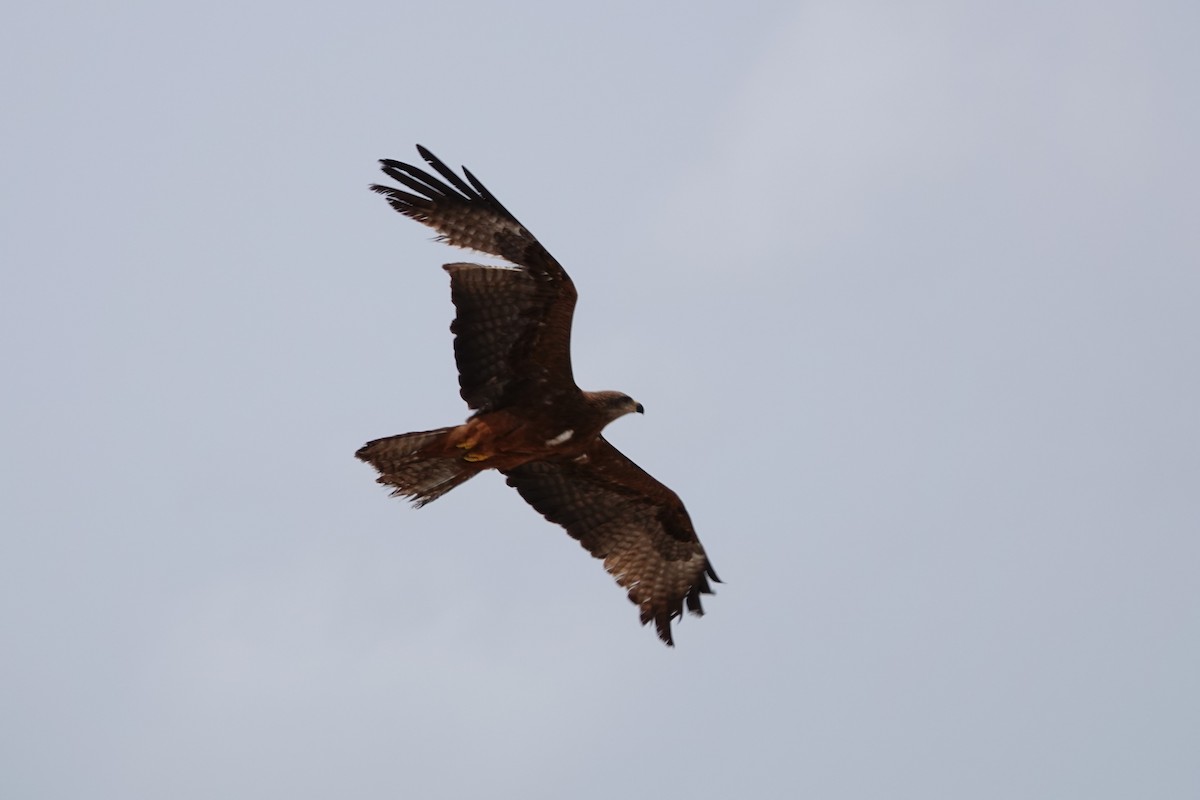 Black Kite - ML617876921