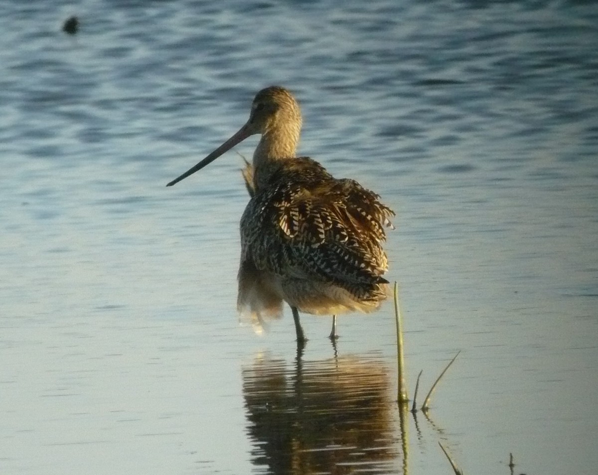 Marbled Godwit - ML617876932