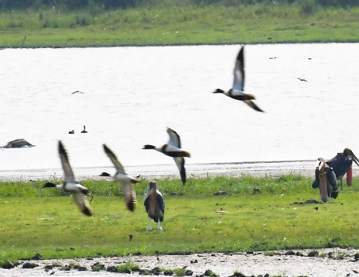 Common Shelduck - ML617876950