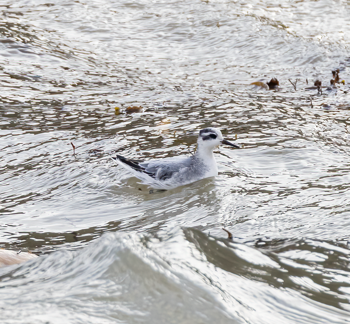 Red Phalarope - Wolfgang Wesslowski