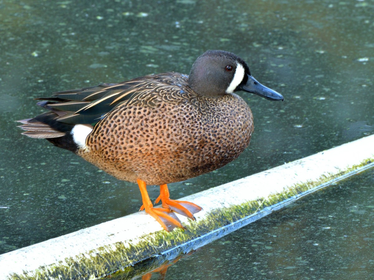 Blue-winged Teal - ML617876966