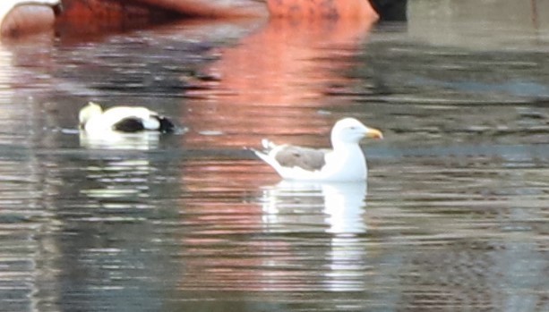 Great Black-backed Gull - ML617876974