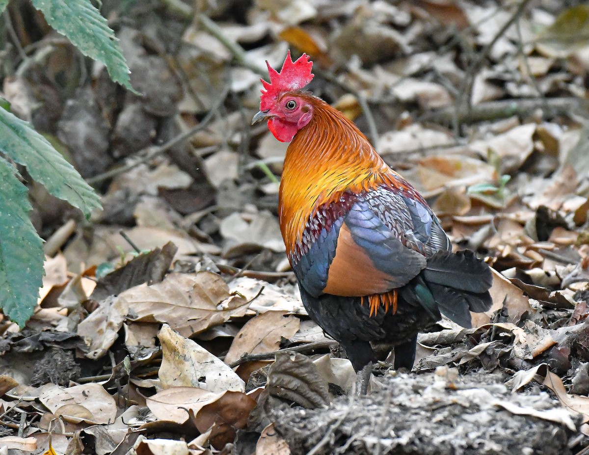 Red Junglefowl - ML617876982