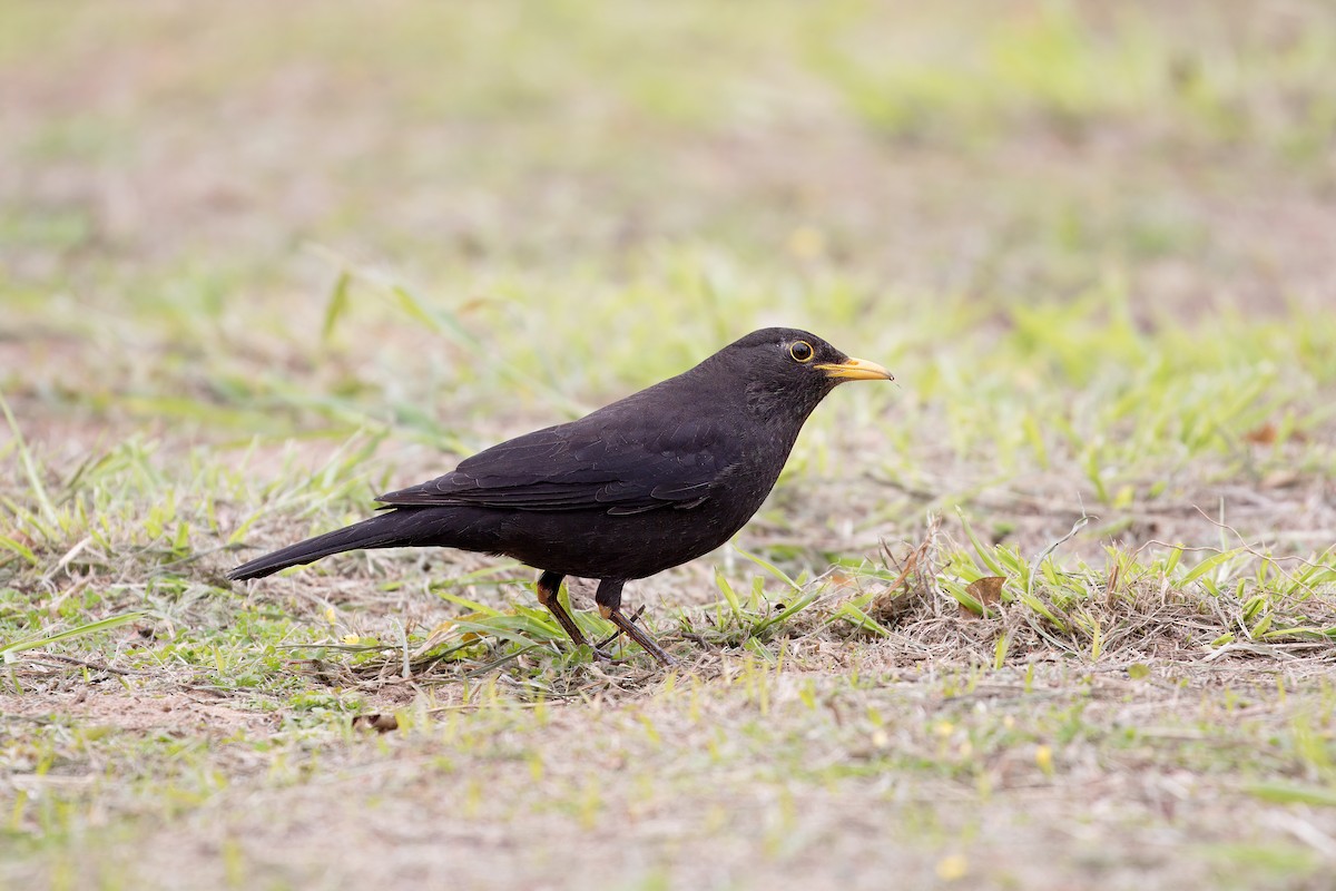 Chinese Blackbird - Chih-Wei(David) Lin